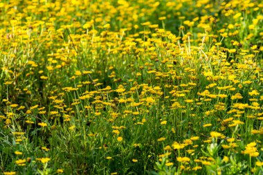 İlkbaharda açan güzel çiçek