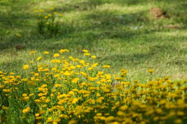 İlkbaharda açan güzel çiçek