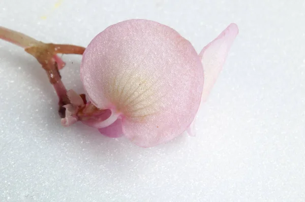 İlkbaharda açan güzel çiçek