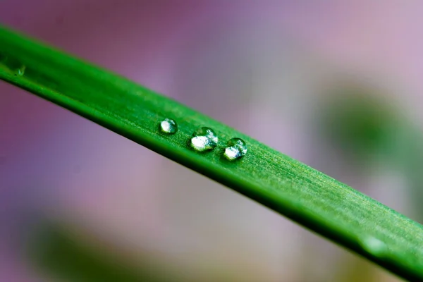 Beautiful Flower Blossoming Spring — Stock Photo, Image