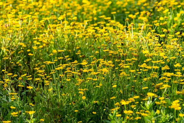 İlkbaharda açan güzel çiçek