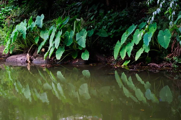 Grupo Ñames Borde Lago — Foto de Stock