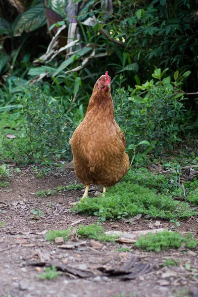 Κοτόπουλο Στο Γρασίδι Στη Βραζιλία — Φωτογραφία Αρχείου