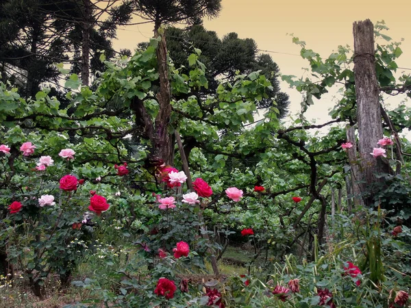 Flores Frente Viñedo Gramado Sur Brasil — Foto de Stock