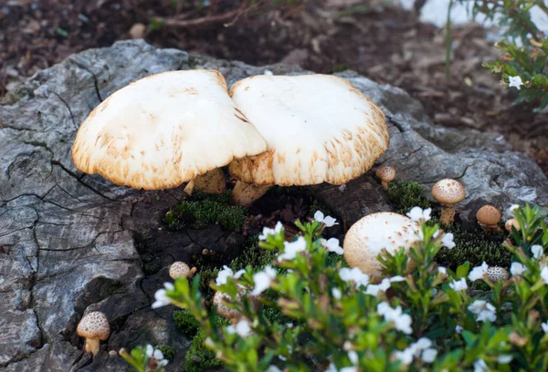 Brezilya 'daki ormanda mantarlar