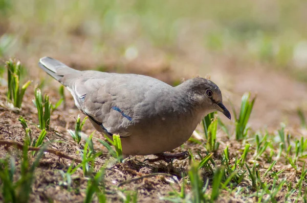 Çimenlerdeki güvercin bulanık arkaplan