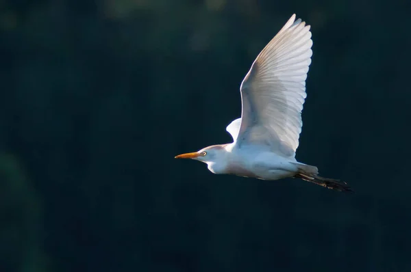 Aigrette Neigeuse Vol Fond Flou — Photo