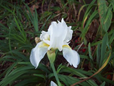 Baharda açan güzel yabani çiçek