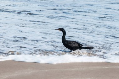Bigu deniz kenarına indi.