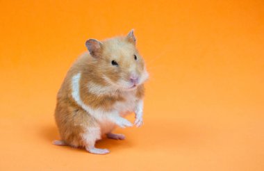  Turuncu sırt grubundaki güzel Suriye hamsterı