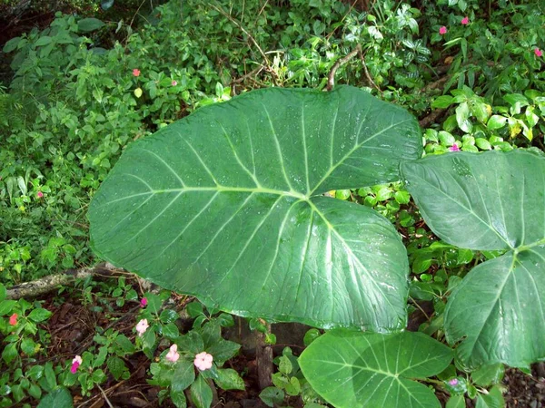 タイオバは背景に一般的な植生を残します — ストック写真