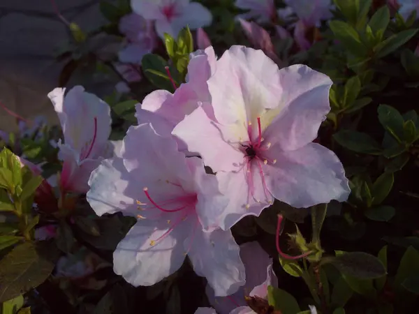 Прекрасный Дикий Цветок Цветет Весной — стоковое фото