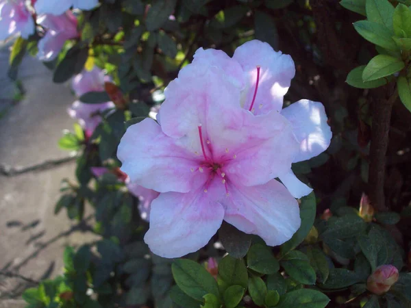 Красива Дика Квітка Цвіте Навесні — стокове фото