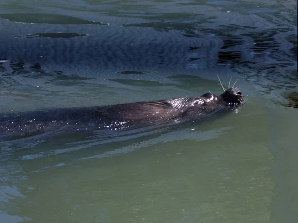 Seewolf Schwimmt Beruhigend Wasser — Stockfoto