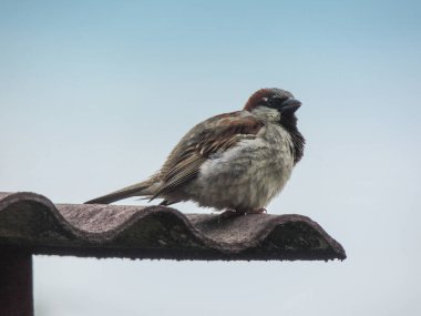 Serçe, arka planda mavi gökyüzü olan bir fayansa indi.
