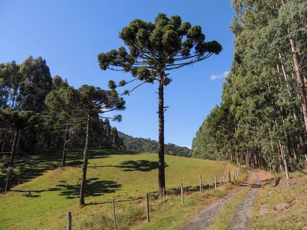 Dirth Road Eucalyptus Trees Right Side Araucarias Left Side Urubici — Stock Photo, Image