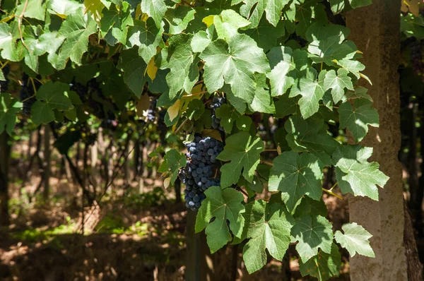 Raisins Dans Vignoble Caxias Sul Brésil — Photo