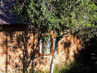 Pencereli bir duvardaki ağaçların gölgesi