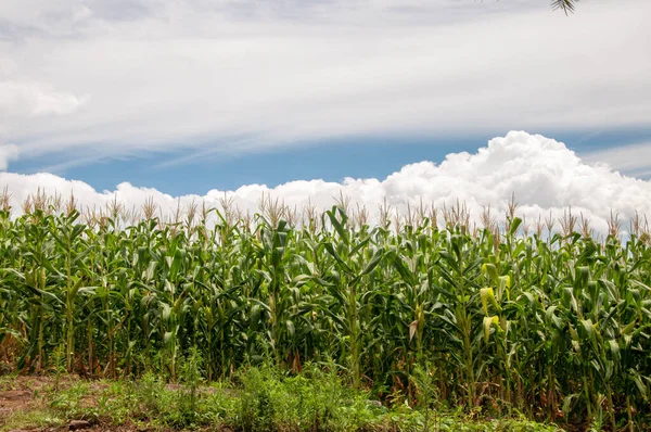 Uitzicht Een Maïsplantage Met Wolken Achtergrond — Stockfoto