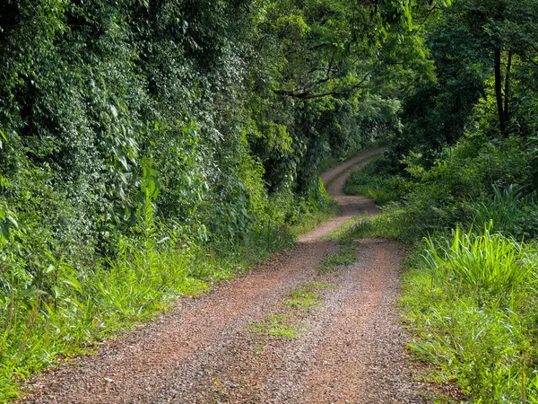 Ormandaki güzel toprak yol