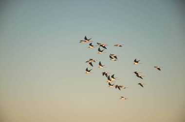 Arroio do sal, Brezilya 'da gökyüzünde uçan martılar.