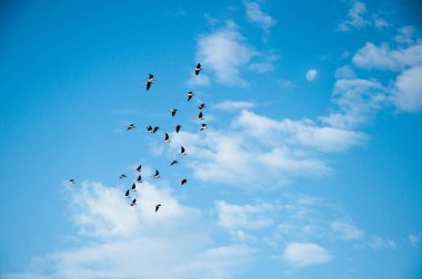 Arroio do sal, brrazil arka planında mavi gökyüzü ile uçan martılar