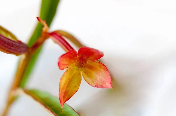 Lkbaharda Kır Çiçeği Fotoğrafçılığı — Stok fotoğraf
