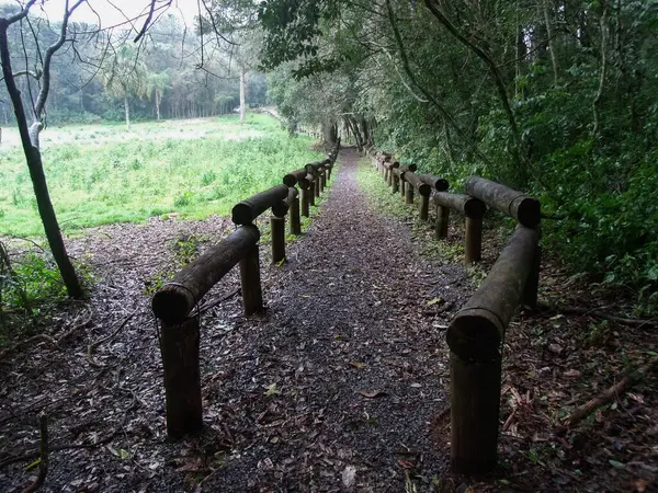 Sendero Bosque Con Niebla —  Fotos de Stock