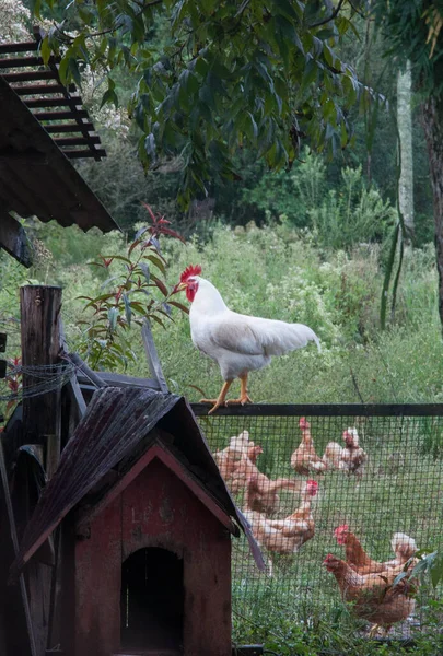 Λευκός Κόκορας Στην Κορυφή Του Φράχτη — Φωτογραφία Αρχείου