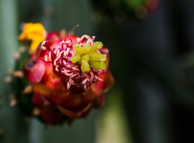 Arkaplanı bulanık kırmızı kaktüs çiçeği