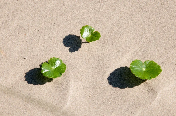 Tre Växter Sanddynerna Brasilien — Stockfoto