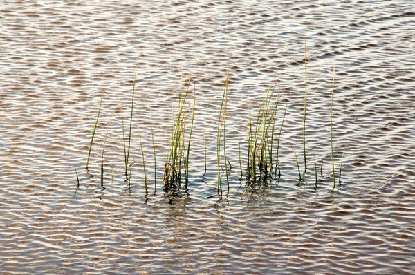 Closeup Photograph Lake Light Ripples Grass Superfice — Stock Photo, Image