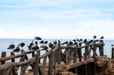 Bir tuzak üzerinde dinlenen bir grup martı.