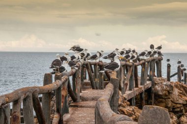 Bir tuzak üzerinde dinlenen bir grup martı.