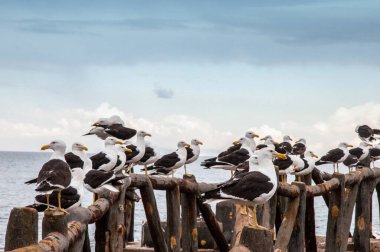 Bir tuzak üzerinde dinlenen bir grup martı.