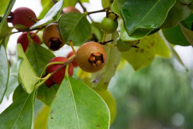 Bir ağacın dalındaki araca