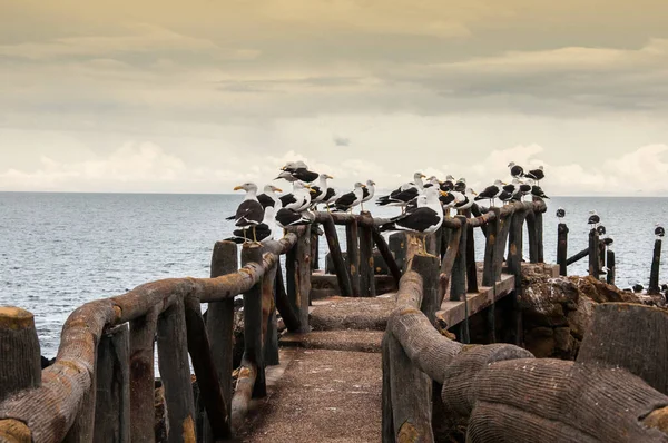 Bir tuzak üzerinde dinlenen bir grup martı.