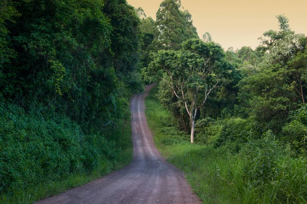 Camino Entre Árboles Hierba Verde Brasil —  Fotos de Stock