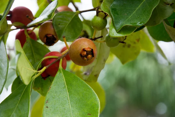 Bir ağacın dalındaki araca