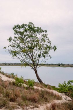 Rio Grande, Brezilya kıyısındaki ağaç 