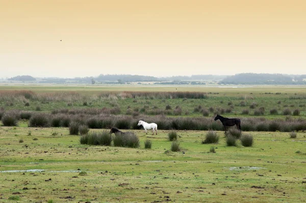Loose Horses Field Uruguay — Stock Photo, Image