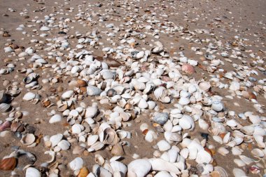 Değişik kabukları olan güzel bir doku.