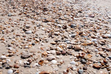 Değişik kabukları olan güzel bir doku.