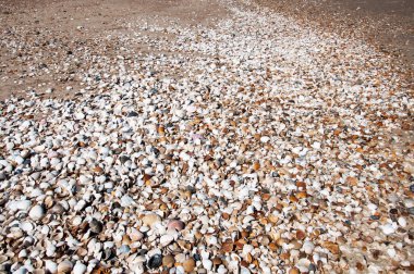 Değişik kabukları olan güzel bir doku.