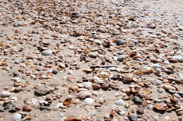 Değişik kabukları olan güzel bir doku.