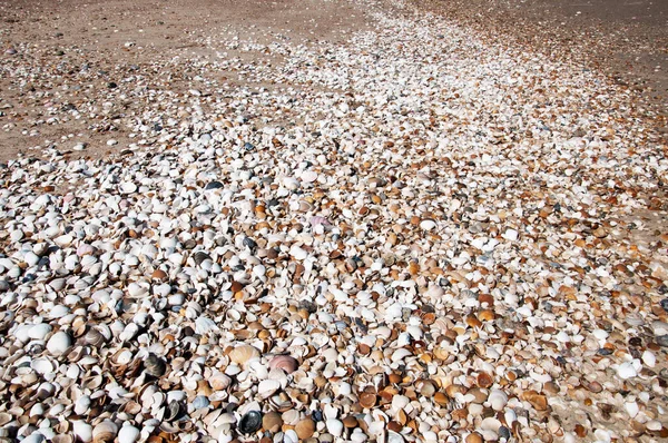 Değişik kabukları olan güzel bir doku.