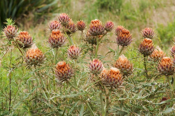 Gros Plan Sur Les Fleurs Sauvages — Photo