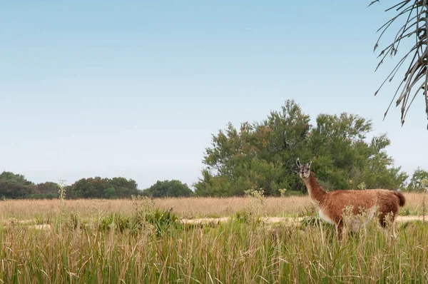 Llama Field Uruguay — Stock Photo, Image
