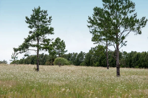 Uruguay 'daki tarlada ağaçlar