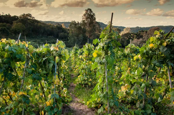 Pea Plantation Mountains Brazil — Stock Photo, Image